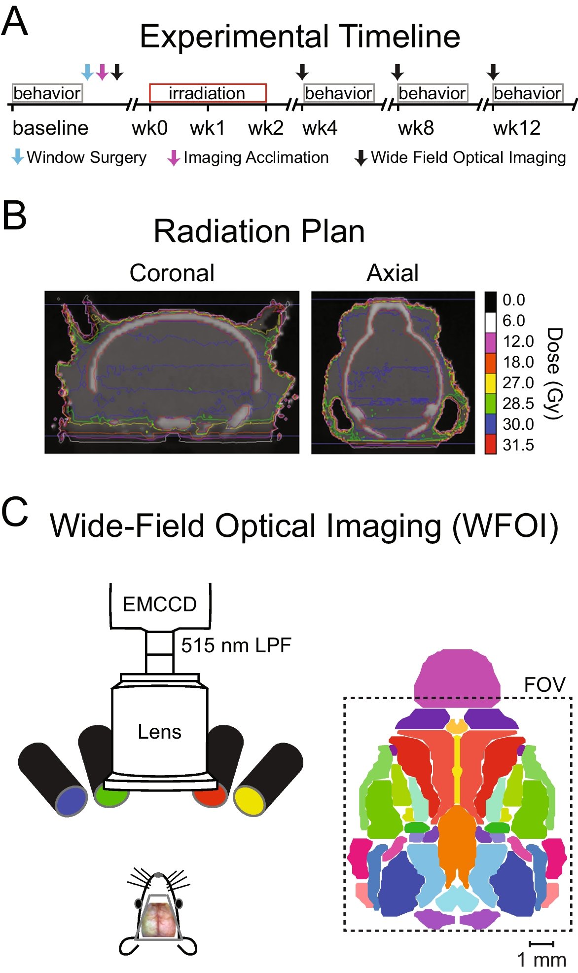adamqbauer's tweet card. GeroScience - Cognitive dysfunction following radiotherapy (RT) is one of the most common complications associated with RT delivered to the brain, but the precise mechanisms behind this dysfunction...