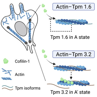 M__Selvaraj's tweet card. Selvaraj et al. report the cryo-EM structures of non-muscle tropomyosins, which are central actin-binding proteins regulating the organization and dynamics of cellular actin filament arrays. The...
