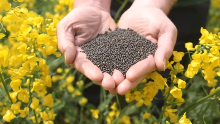 LinksCommodity's tweet card. Rapeseed exports from Ukraine have completely stopped. A significant part of traders, expecting the introduction of export duties, have been buying rapeseed exclusively from producers since August....