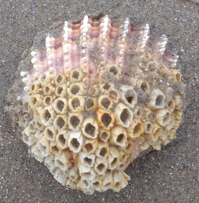 VPTeachSci's tweet card. Free teaching and revision resources to support UK Biology teachers and students