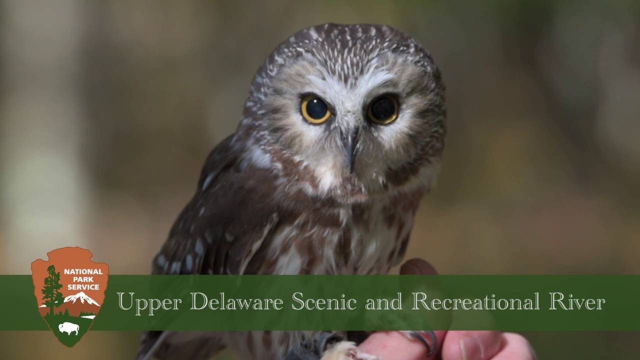 updeNPS's tweet card. UPDE NPS Raptors