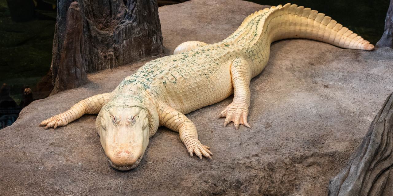 MeghanBobrowsky's tweet card. A coincidence of naming has sparked a bizarre but intense connection between a chatbot and a San Francisco gator