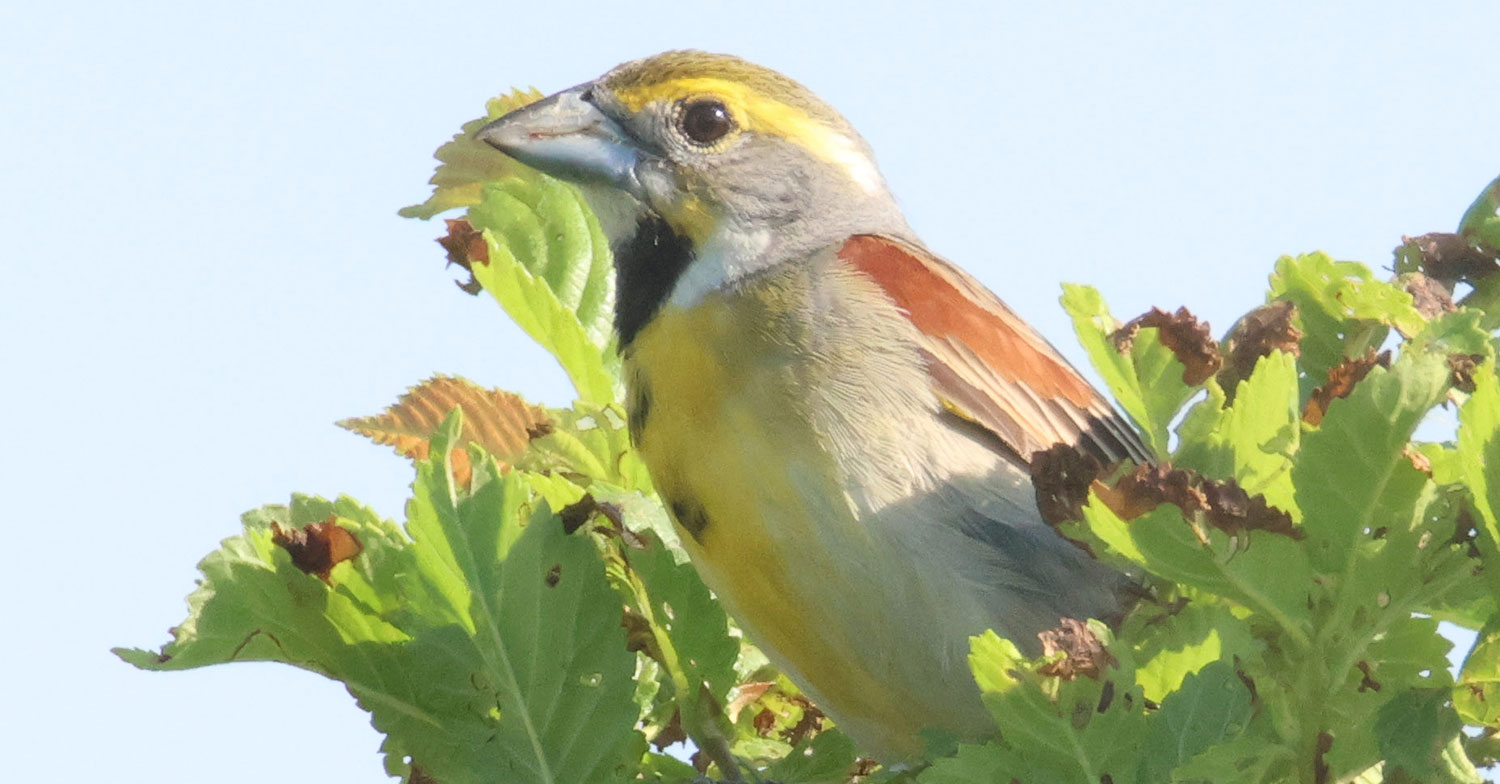 ChicagoMag's tweet card. The discovery of grassland-loving dickcissels on the site of Sterling Bay's stalled megadevelopment suggests the value of preserving open land.