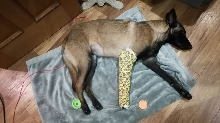 AdrianHefferna2's tweet card. Advice needed please❤️ Our pup Lola who is 9 months has a complicated fractured in her… Lauren Armour needs your support for Help Lola with Emergency Surgery