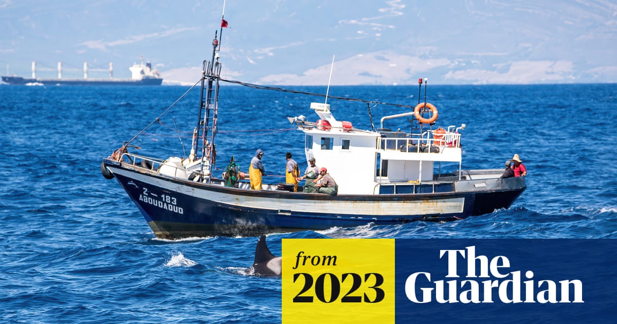 chris_harrod's tweet card. Cetacean exhibits same behaviour towards vessel in North Sea that has been seen in Iberian orca population