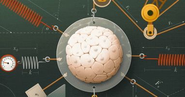 MacrinePhD's tweet card. The same pulling force that causes “tears” in a glass of wine also shapes embryos. It’s another example of how genes exploit mechanical forces for growth and development.