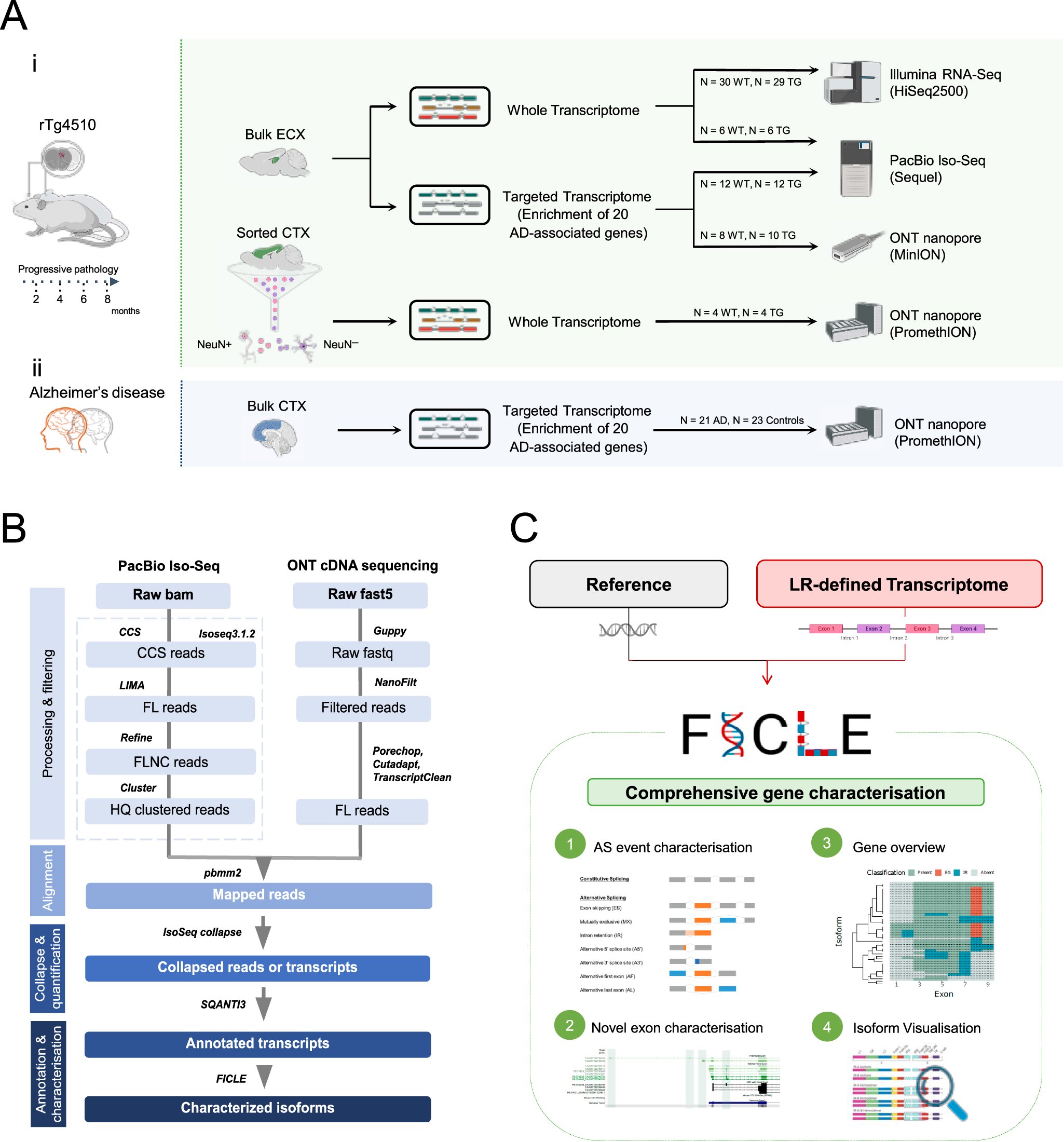 SKayLeung's tweet card. Nature Communications - The authors used long-read sequencing to reveal novel isoforms and differential transcript use in a transgenic model of tau pathology. Similar patterns were found in the...