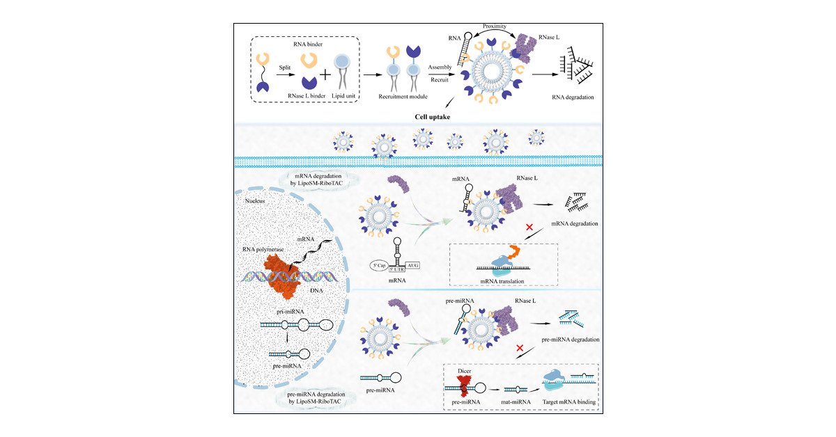 disney_lab's tweet card. RNA molecules play critical roles in various diseases by regulating transcription, translation, and protein expression at the genetic level, positioning RNA-targeted therapeutics as a transformative...