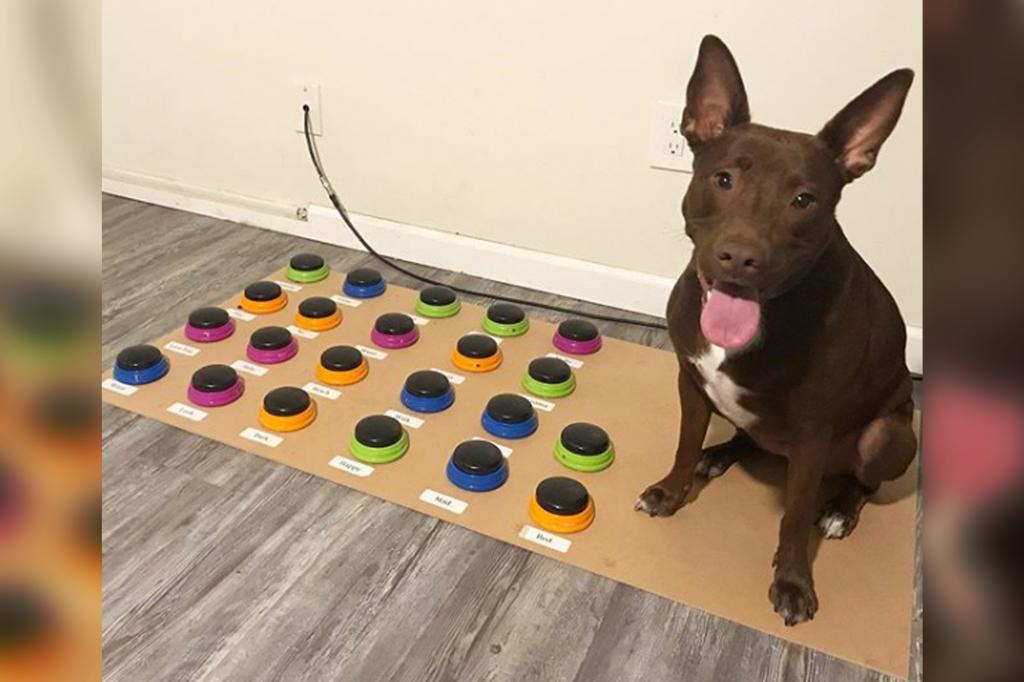 StartupKamloops's tweet card. This canine is doggone smart. Eighteen-month-old Stella already knows 29 words — and she is even stringing them into sentences. Speech-language pathologist Christina Hunger decided to combine her...