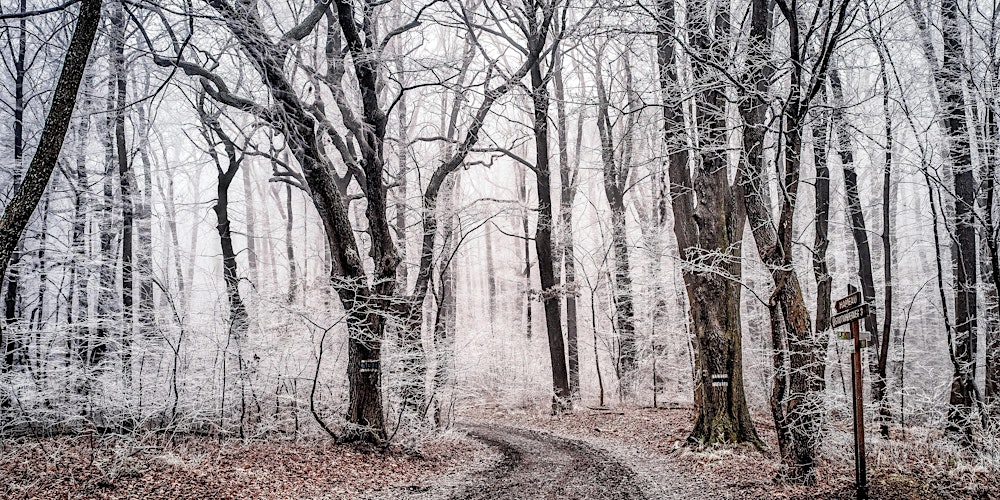 treeruss's tweet card. Join us for a fun and educational in-person workshop, where we'll explore Greenwich, learn to identify winter trees!