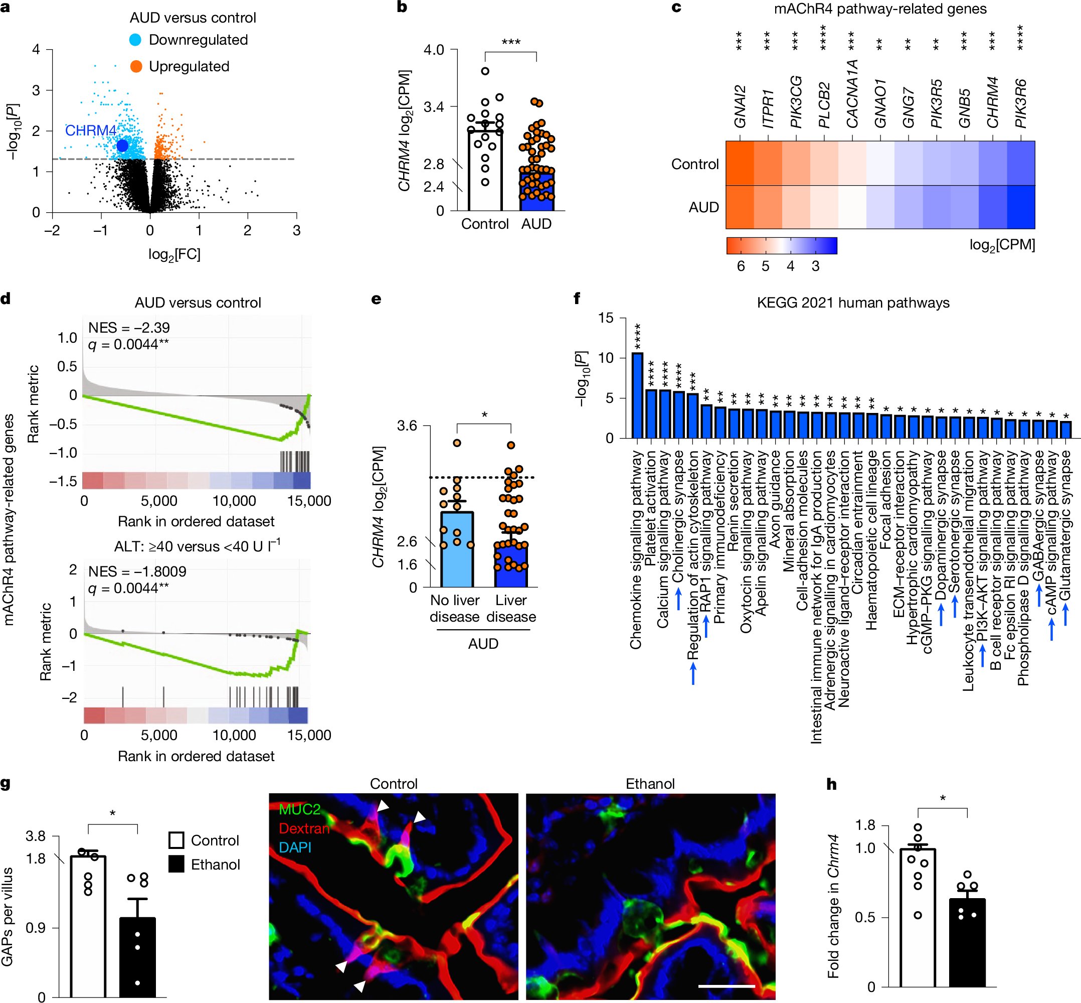 Nature's tweet card. Nature - Chronic alcohol use in humans and mice downregulates small intestinal mAChR4 and reduces goblet-cell-associated antigen passage formation, disrupting antimicrobial immunity.