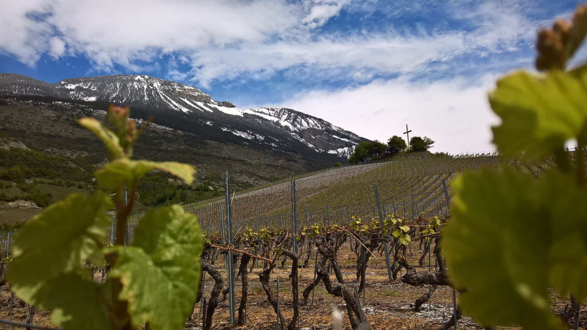 NouveauAG's tweet card. «Terroir» kommt aus dem Französischen und bedeutet „Gegend“. In der Weinwelt ist der Begriff etabliert und heute gefragter denn je.