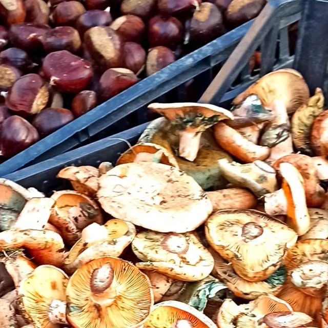 makgiuse's tweet card. Maki Tanaka (@gallinarossafarm) • Instagram photos and videos