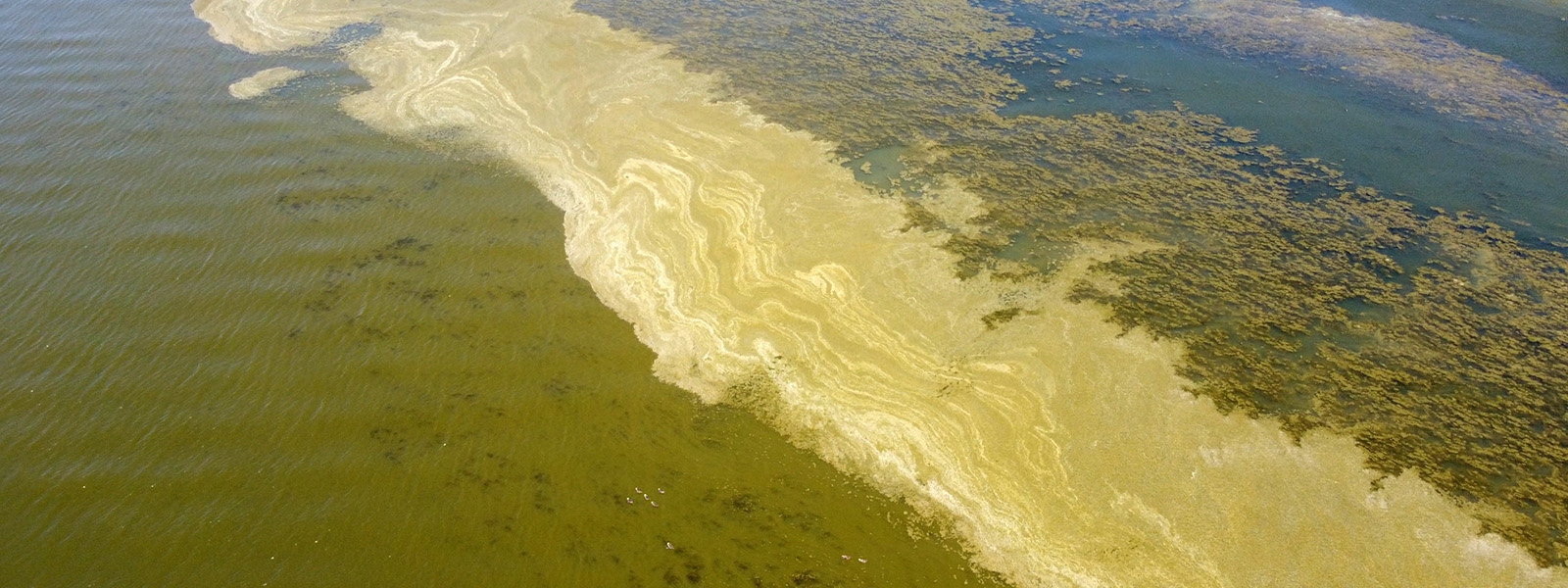 ScienceWeekly's tweet card. The fight against an invasive fish in California’s Clear Lake