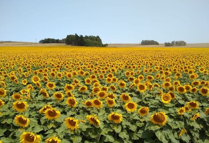 RuralNetOficial's tweet card. El martes 25 de noviembre a las 18 hs, ADBlick invita a participar de una charla virtual gratuita en la que directivos, gerentes y líderes de cada negocio