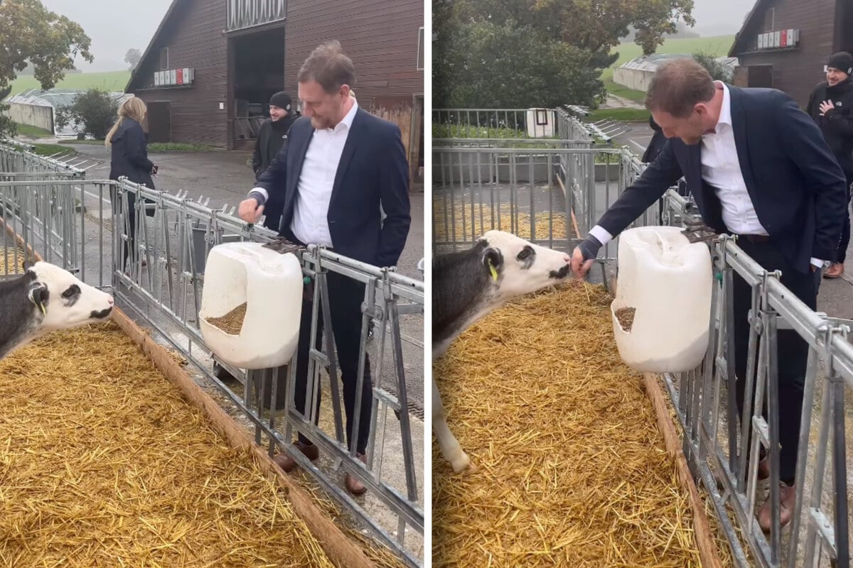 TAG24Sachsen's tweet card. Hier durfte niedlicher Content nicht fehlen: Im Landkreis Görlitz ist Michael Kretschmer bei einem Bauernhof-Besuch auf Tuchfühlung mit einem Bewohner gegangen. | TAG24