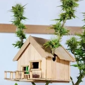 HamaraGarden's tweet card. Plant Lover (@hamaragarden) • Instagram photo