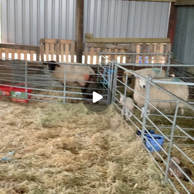 Chef_Adam_Hart's tweet card. Adam Hart (@chef_adam_hart) • Instagram video