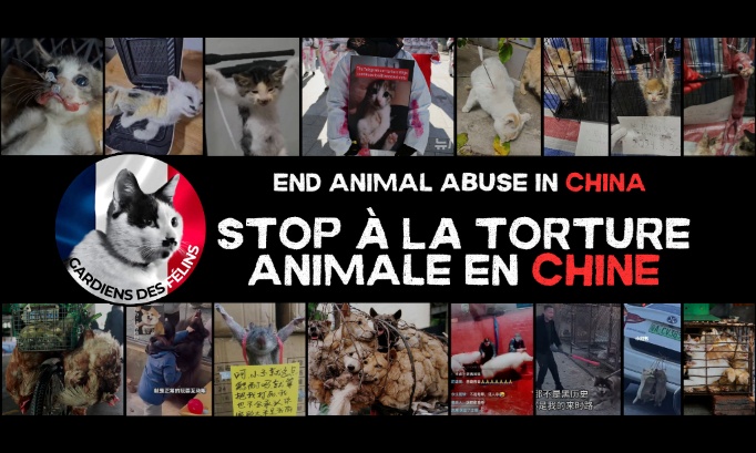 BouletFrbt's tweet card. Animaux - Signez la pétition : Stop à la Torture Animale en Chine et à son Impact Mondial - Stop Animal Torture in China