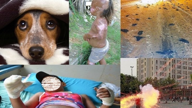 Paulo_Pirolla's tweet card. Câmara dos Deputados: aprovem o PL 6881/2017 contra fogos de artifício COM RUÍDO