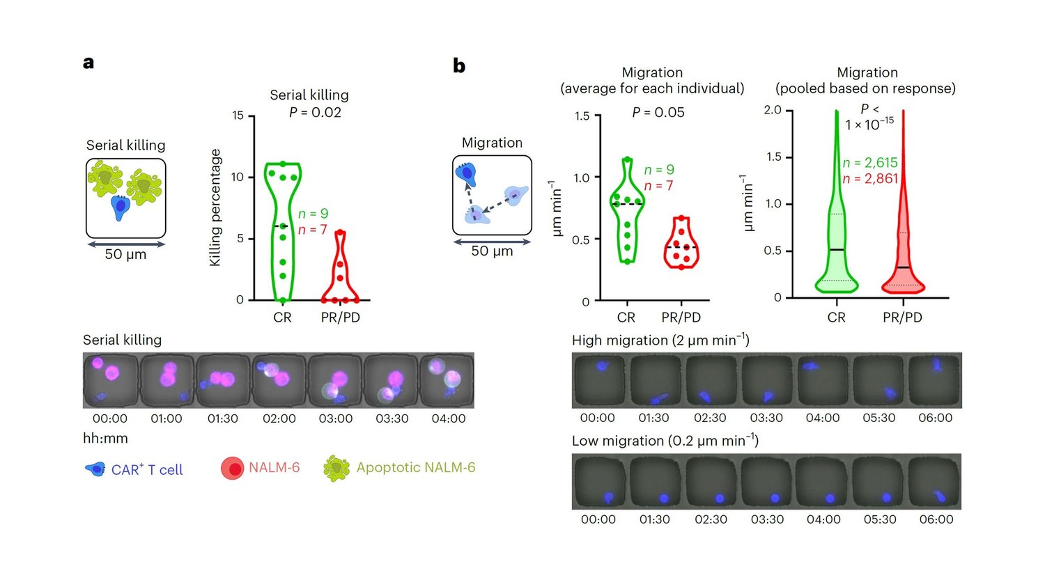 CellChorus's tweet card. Scientists from a comprehensive cancer center and one of the only companies with an approved CAR T cell therapy demonstrate the potential for applying TIMING to identify patients that are likely to...