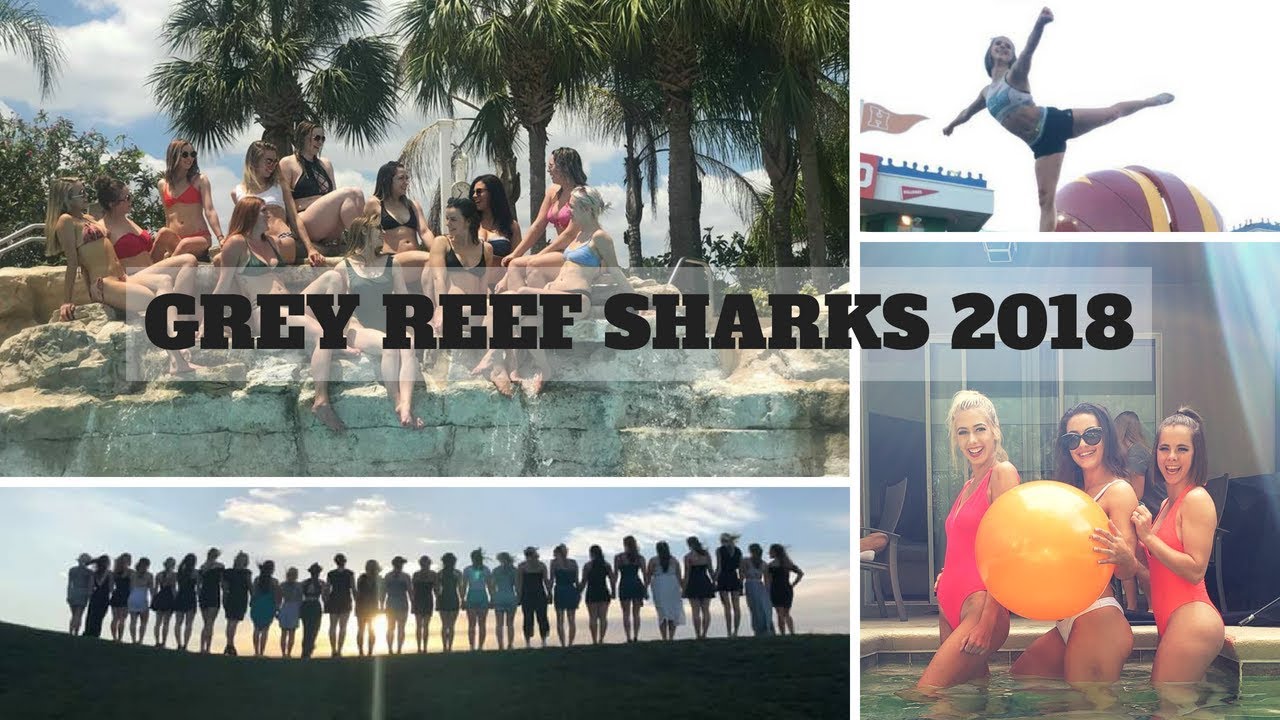lilkotts's tweet card. Grey Reef Sharks 2018 - One of my favorite teams ever