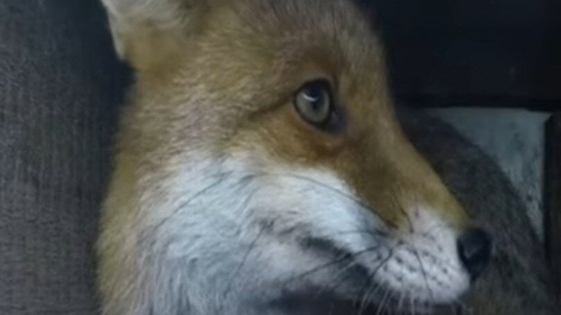 PetraBentele's tweet card. Verbot von Fuchsjagd und Schliefenanlagen in Deutschland