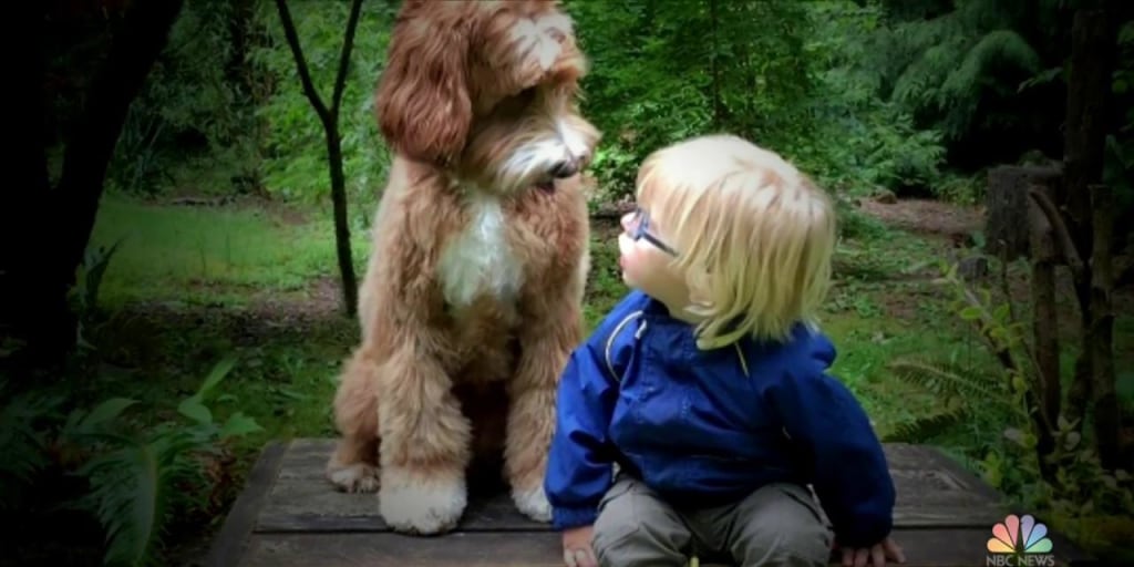 LabRescue's tweet card. The photos of three year-old Buddy and his dog, Reagan never show a clear view of Buddy’s face for his protection, yet the two have more 100,000 instagram followers.