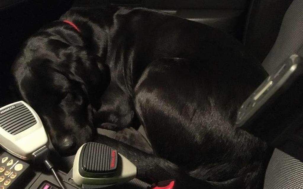 LabRescue's tweet card. A lost dog jumped into a deputy’s patrol car early Wednesday morning to escape the freezing cold, the sheriff’s department said in a post on its Facebook page.