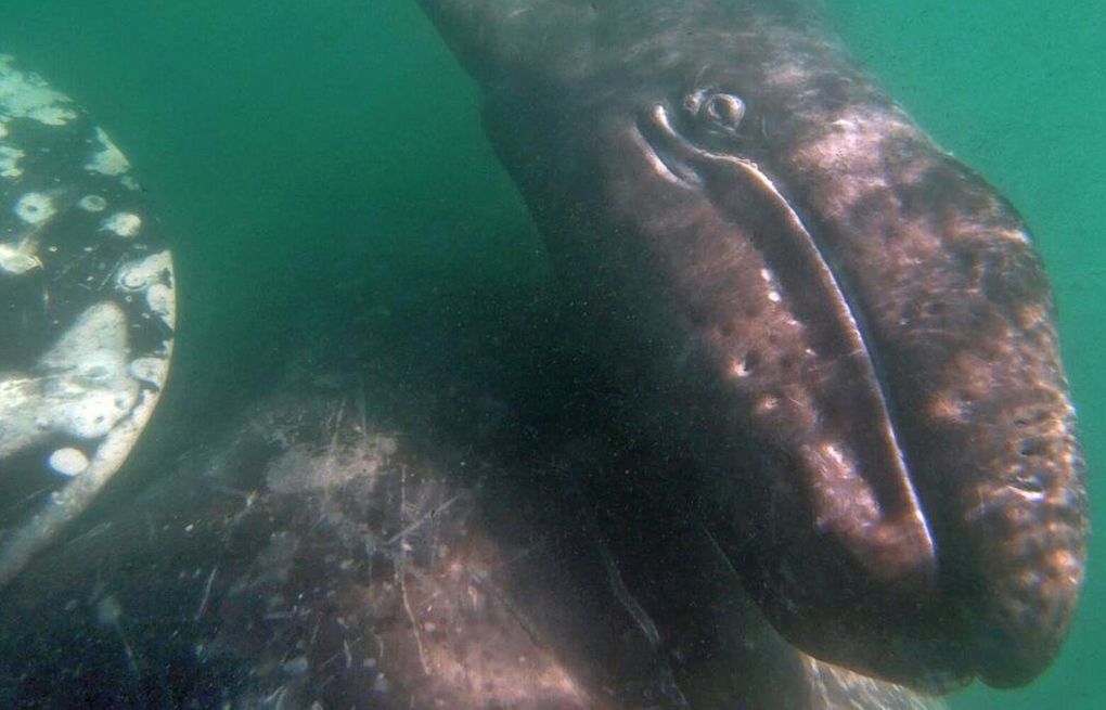 ArtForCC's tweet card. Scientists say it's too early to tell how the migratory season will end up for gray whales as they begin to head north toward Washington.