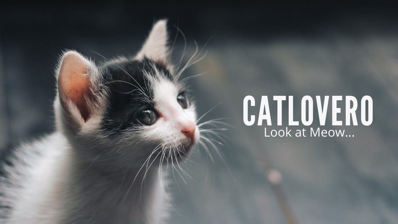 TheTutorialLab's tweet card. Baby Cats | Cute and Funny Cat Videos Compilation | Cutest Cat of the...