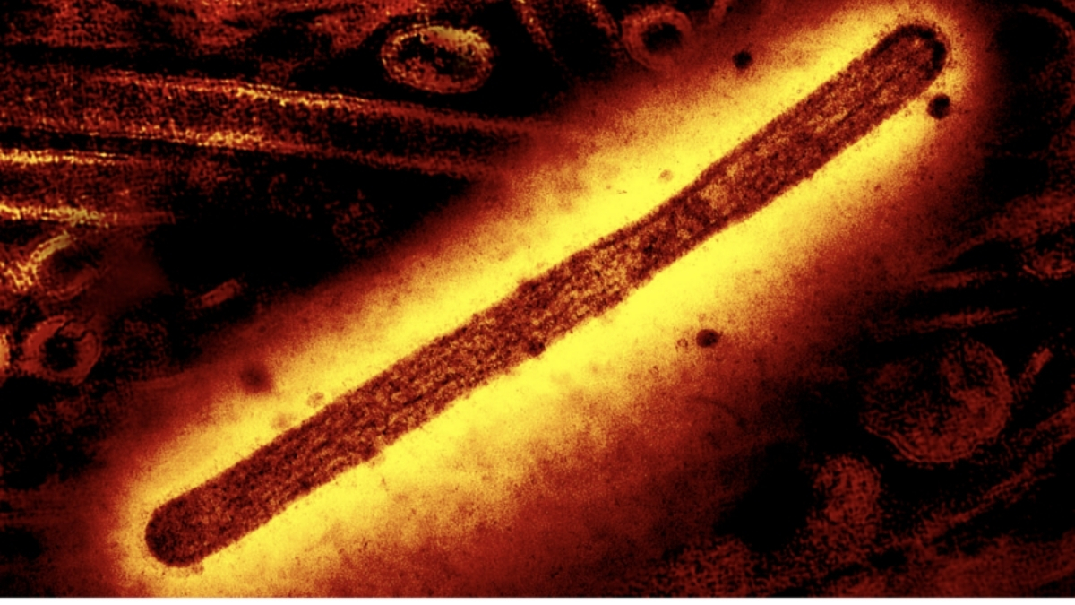 ScienceAlert's tweet card. "The risk to the public remains low."