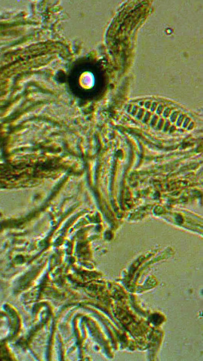 LererVanda's tweet card. G- Graphis: Script Lichen. Lichens: From A to Z