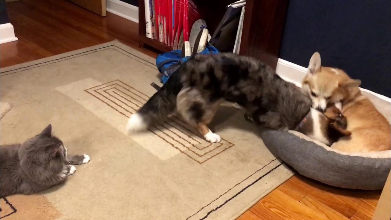 DevyntheCorgi's tweet card. Corgis playing, cat wants in on it