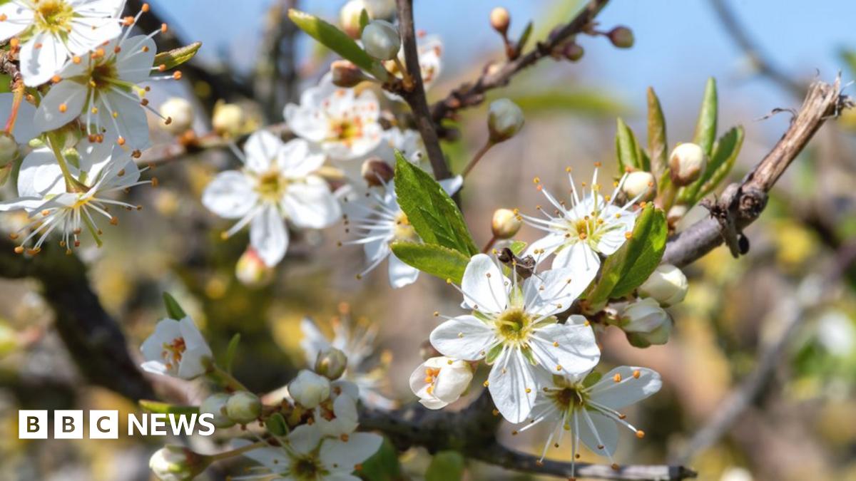 SoilBioLab's tweet card. If flowers continue to appear earlier as the planet warms, there are risks for farming and nature.