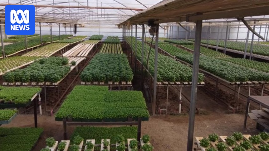 nuffieldaust's tweet card. ABC Rural News provides authoritative coverage of the business and politics of Australian farming, livestock, forestry, agriculture and primary production