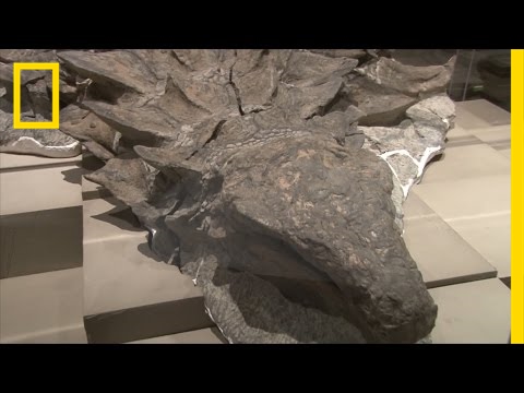Deborah07849071's tweet card. Newly Unveiled Dinosaur Fossil is Best Preserved Of Its Kind |...