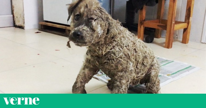 el_pais's tweet card. Esta agresión que ha sufrido supera el límite de la imaginación más salvaje , comentan desde el refugio que acogió al animal.