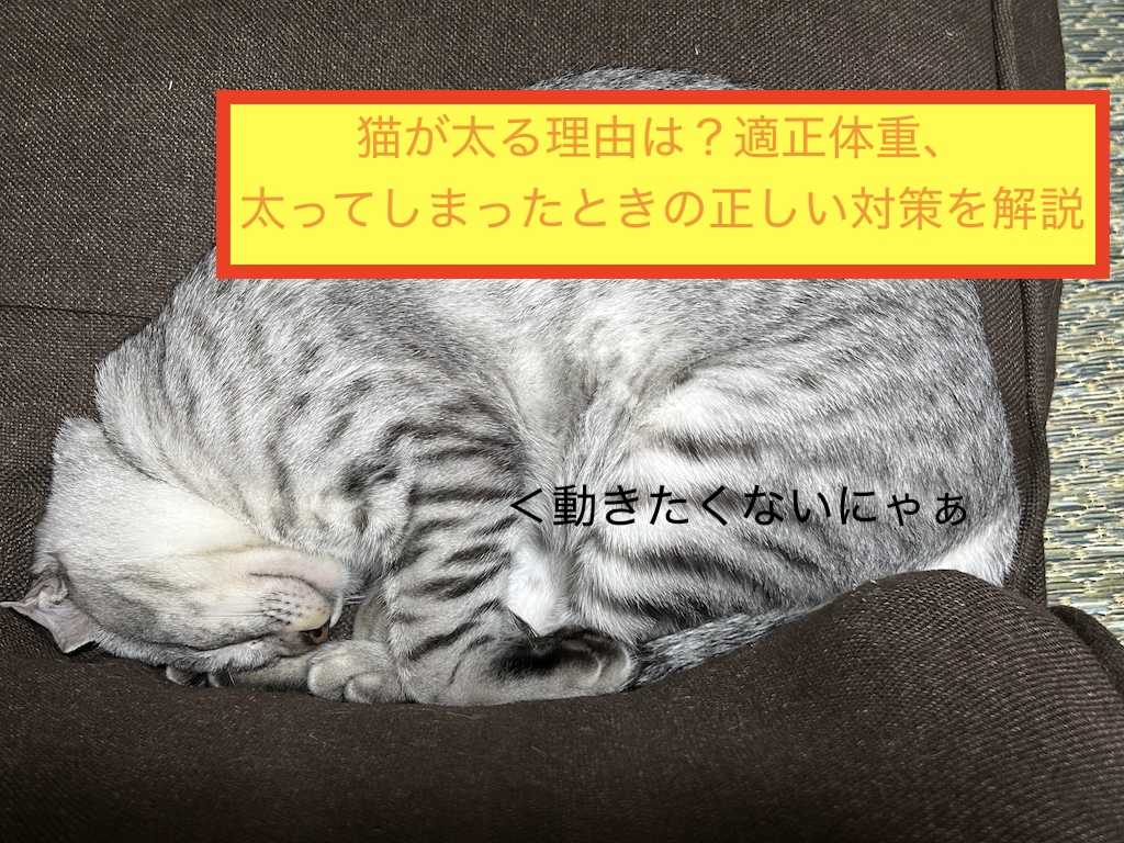CAM40091468's tweet card. 「最近、猫の体が丸くなってきた…」「お腹がたぷたぷしてきた気がする」そんな心配をしている飼い主さんは多いのではないでしょうか。猫の肥満は見た目の問題だけでなく、 糖尿病・関節炎・心臓病・尿路結石 など、深刻な健康トラブルにつながる可能性があ...