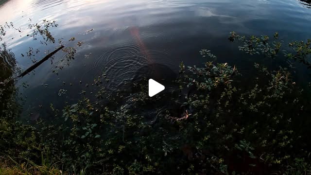 CrossRhoadesFC's tweet card. Bill Rhoades (@crossrhoadesfishingco) • Instagram reel