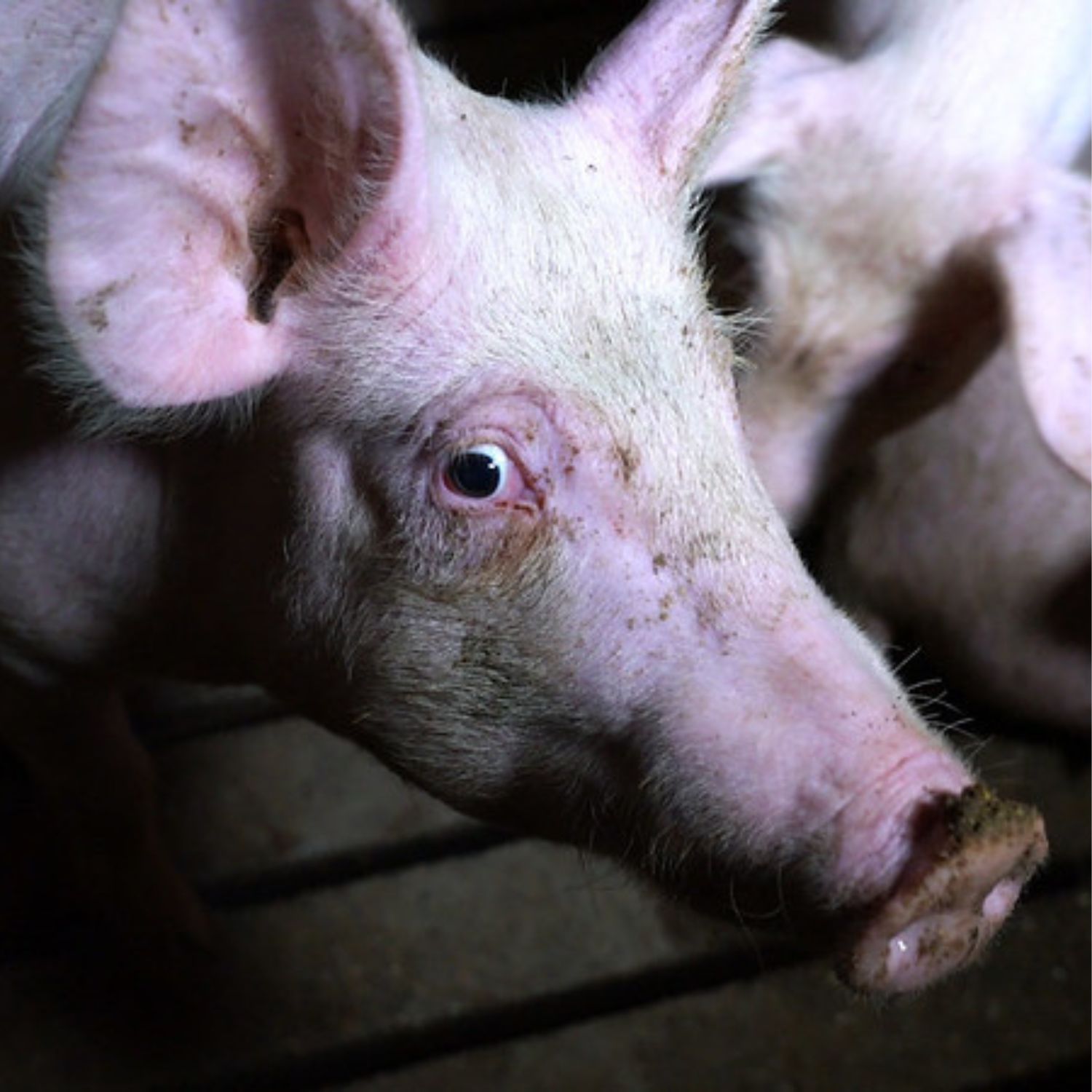 esternuzzo's tweet card. La lobby della carne sta sfruttando la tragica emergenza geopolitica per spostare l’attenzione sui suoi interessi, cercando di frenare il Green Deal.