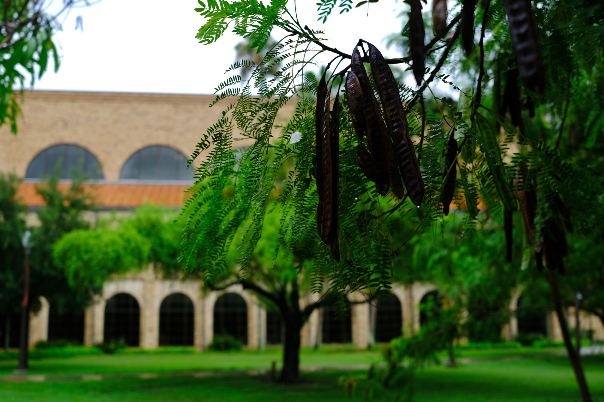 MyRGVNews's tweet card. Professionals responsible for keeping our community landscapes healthy and attractive will have a valuable learning opportunity this December.