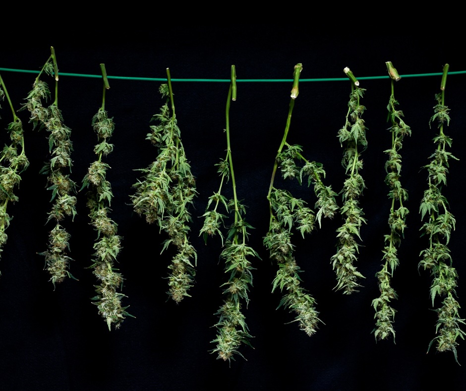 StockWatchIndex's tweet card. With shifting perceptions, economic incentives, and the evolution of international regulatory frameworks, more countries around the world are starting to embrace legal cannabis for its medical and...