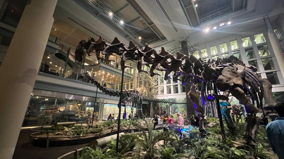 newtonmatthew's tweet card. The Carnegie Natural History Museum last week eliminated the jobs of 11 full- and part-time workers in multiple departments.