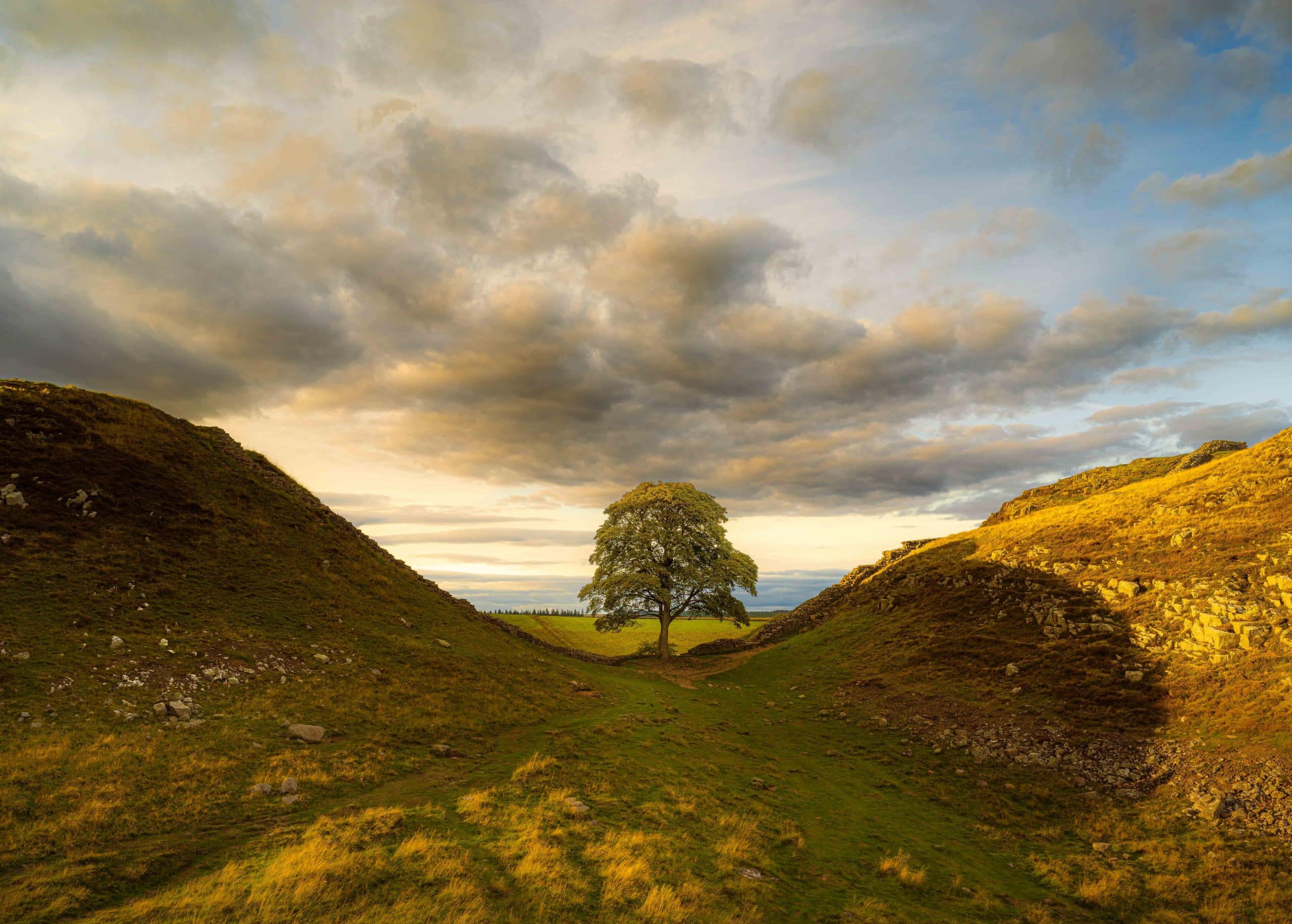 NlandNP's tweet card. Northumberland National Park Authority can confirm that sadly, the famous tree at Sycamore Gap has come down over night.