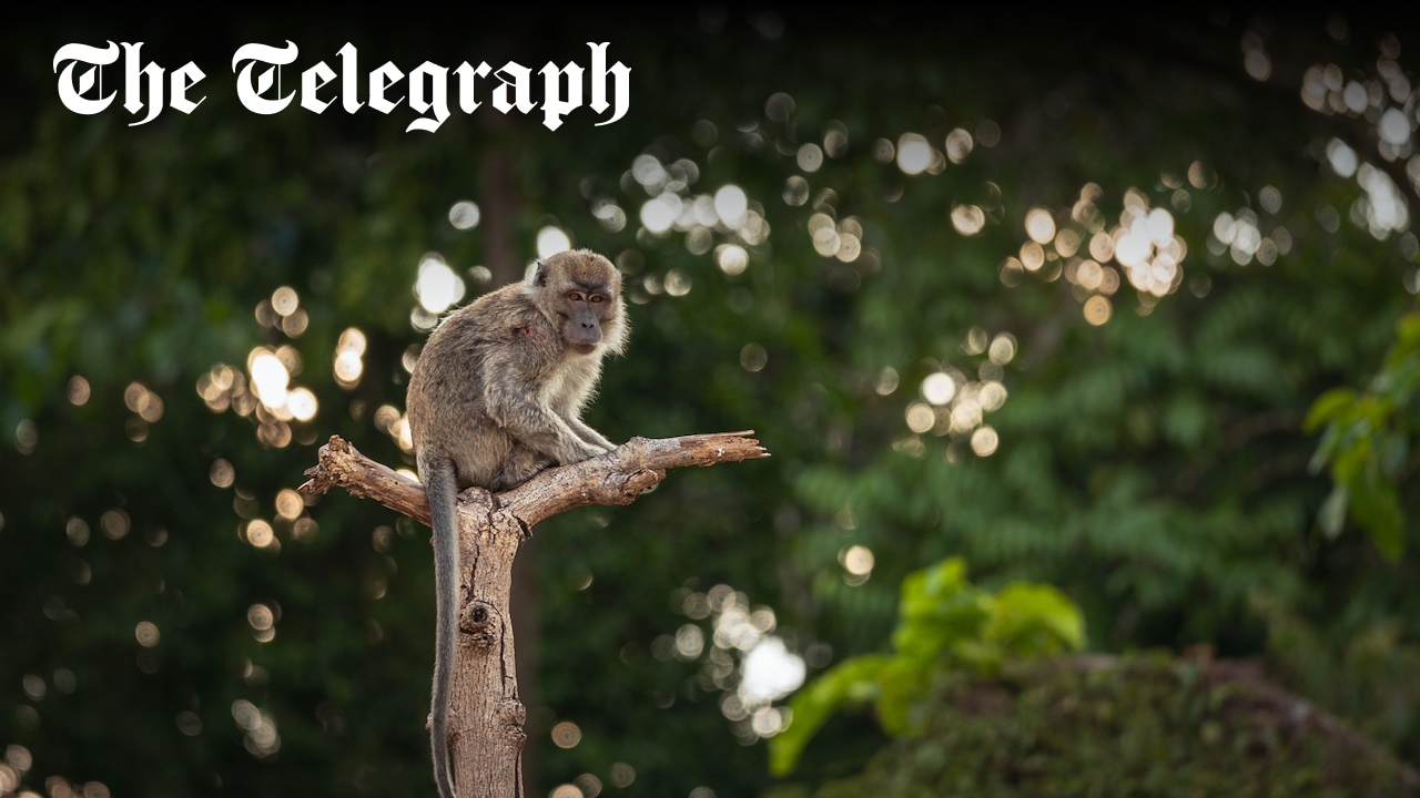 sneweyy's tweet card. A new malaria parasite, like HIV, comes from monkeys. With thousands already infected, experts fear it could one day spread between humans