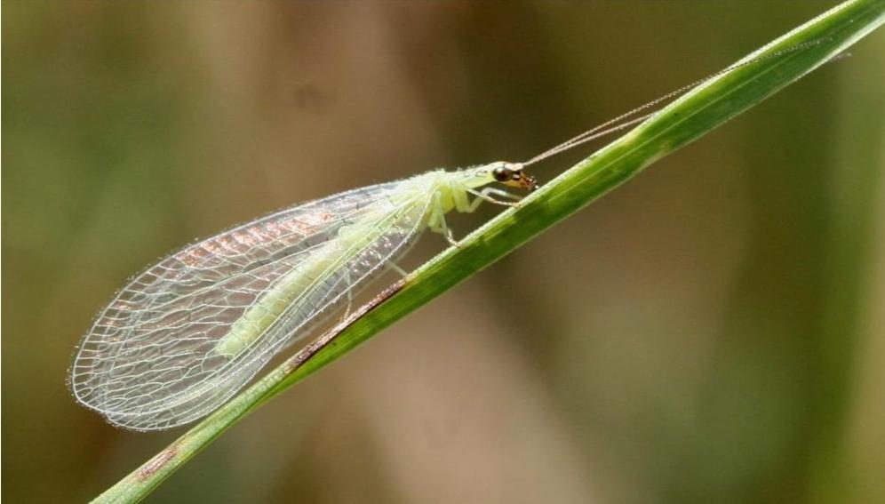 SciDevNet_MENA's tweet card. مبادرة محلية للاستعانة بحشرة أسد المن للقضاء على الآفات الزراعية بطريقة آمنة وصديقة للبيئة