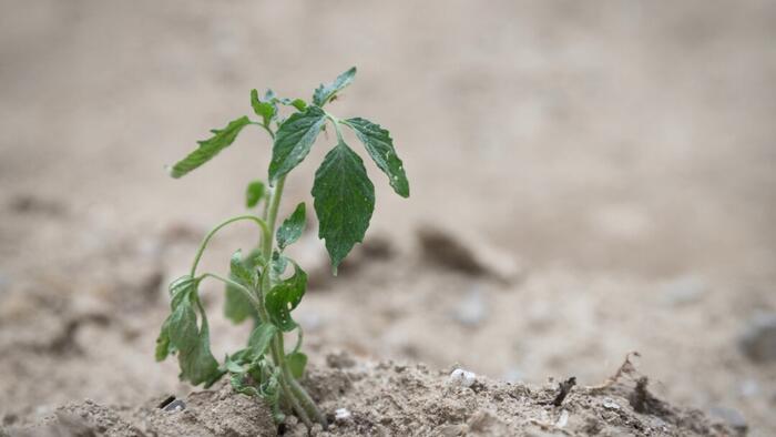 zerohedge's tweet card. The sky is not a laboratory. It is a life support system...