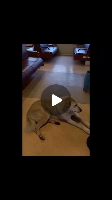 hazel_camlidere's tweet card. Haytap Hayvan Hakları Federasyonu (@haytap) • Instagram reel