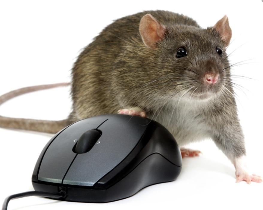 Cybersec_IP's tweet card. When is a RAT not a RAT? Remote access trojans (RATs) on a corporate system may serve as a key pivot point to access information laterally within an enterprise network. By analysing network metadata,...